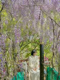 실시간 포도 가득 열린 청주카페🍇💜