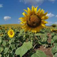 Sunflower field 🌻