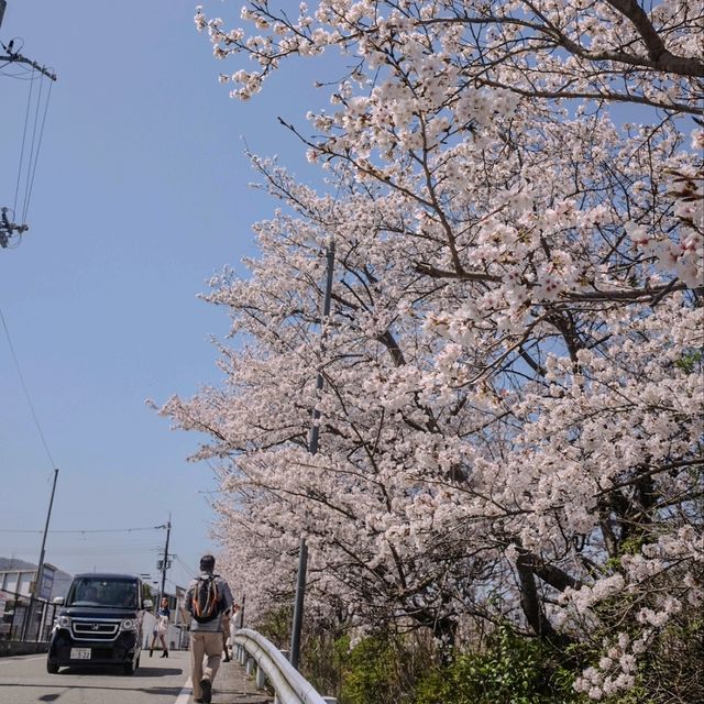🇯🇵 Arashiyama | Immerse yourself in the beauty Japan 💞