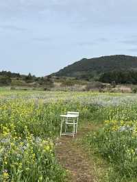 봄제주는 유채와 갯무꽃 천국🌼’비밀의숲’