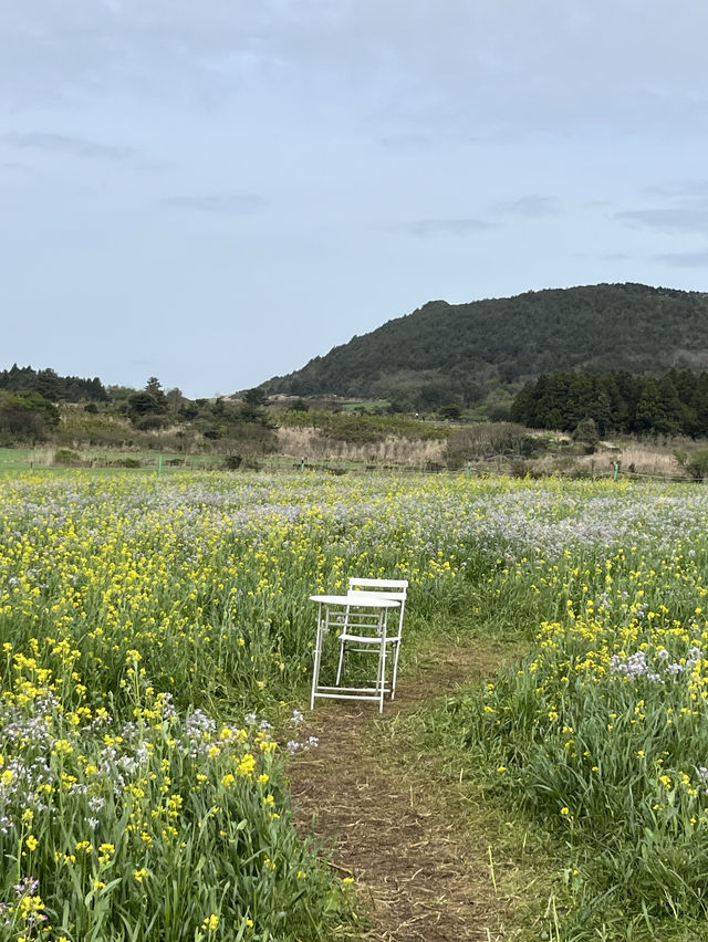 봄제주는 유채와 갯무꽃 천국🌼’비밀의숲’