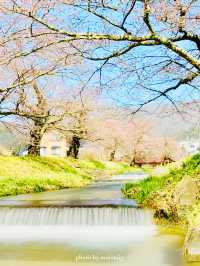 【福島】川のせせらぎと桜のトンネルと磐梯山も