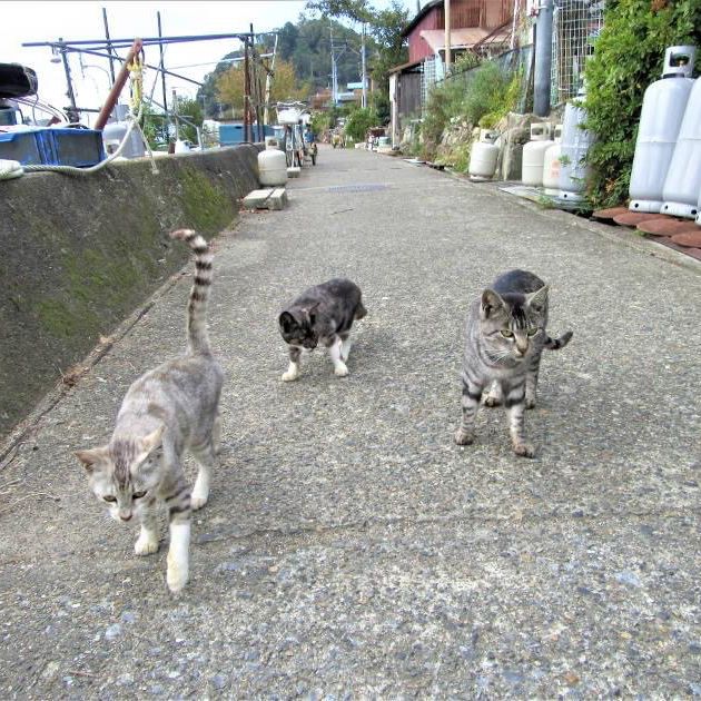 沖島貓奴樂園