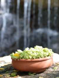 คาเฟ่ที่เกินความคาดหมาย The Gardener Cafe