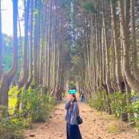 제주 숲이 너무 아름다운 안돌오름 비밀의 숲🌳🚙