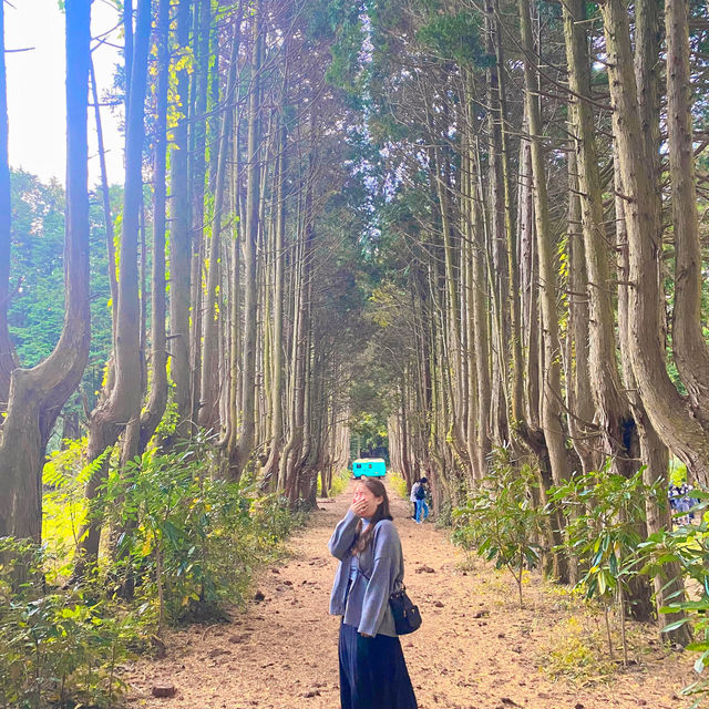 제주 숲이 너무 아름다운 안돌오름 비밀의 숲🌳🚙