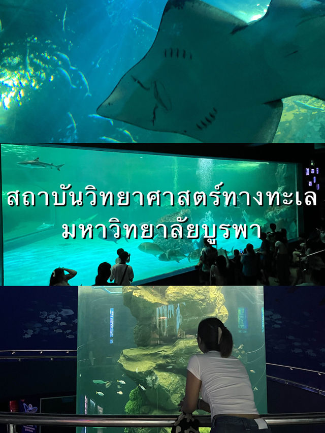 ย้อนเวลาไปเที่ยวบางแสน🐬🐟🐠