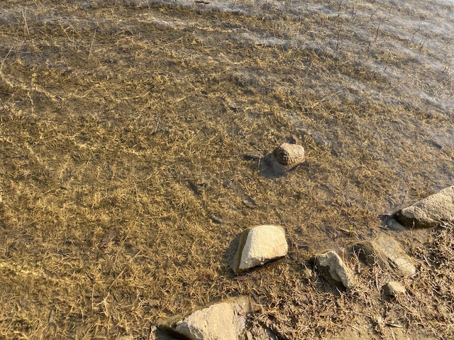【春天打卡好去處】金山郊野公園：🙈馬騮山🐒上四大水塘，郊遊行山必去‼️