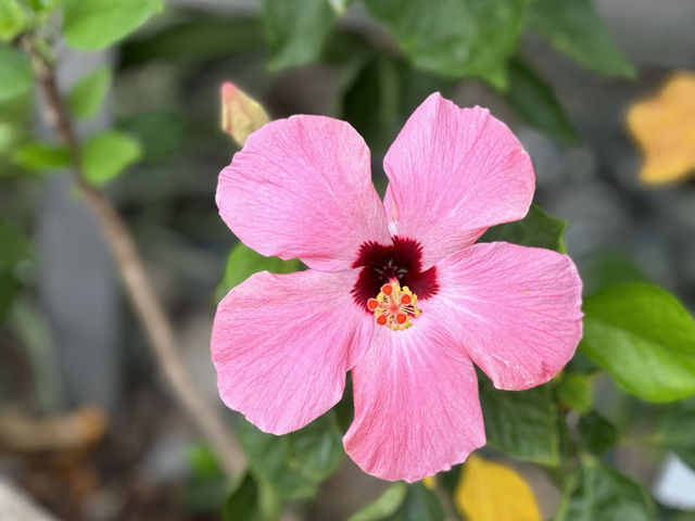 【東京近郊】賞花河口湖大石公園（2）注意花期才能樂而忘返‼️