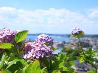 繡球花公園