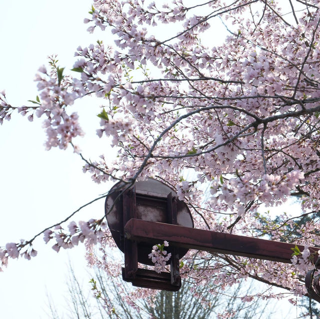 角館櫻花祭