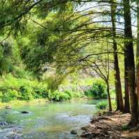 碧山巖：優質綠道，感受大自然魅力