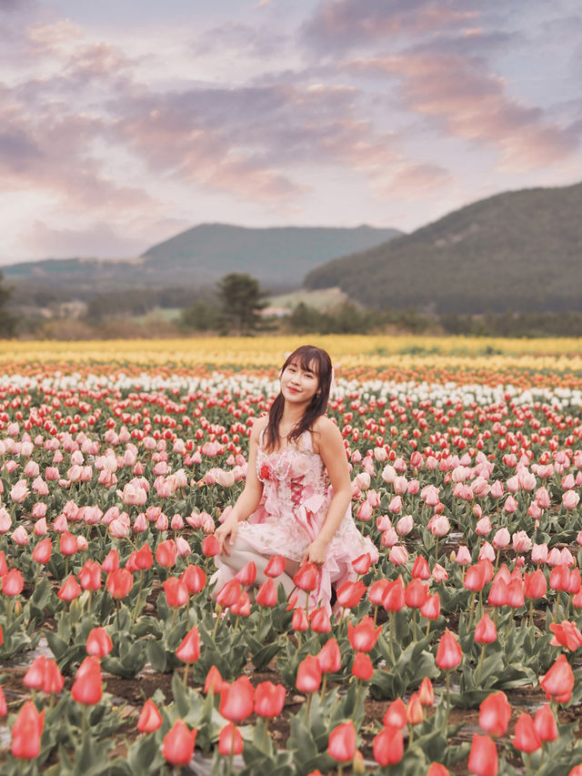 🇰🇷濟州島無邊際鬱金香+油菜花花海🌷🌼