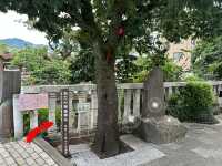 【🇯🇵東京近郊】熱海あたみ桜基準木，櫻花🌸迷必去‼️