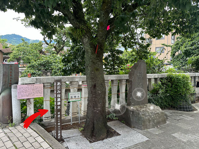 【🇯🇵東京近郊】熱海あたみ桜基準木，櫻花🌸迷必去‼️