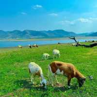 Morethan beach and Cafe