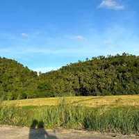 Northern siargao island - palm tree heaven