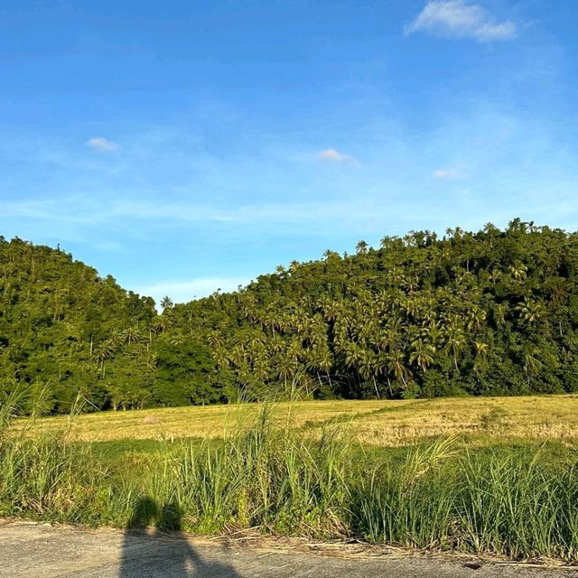 Northern siargao island - palm tree heaven