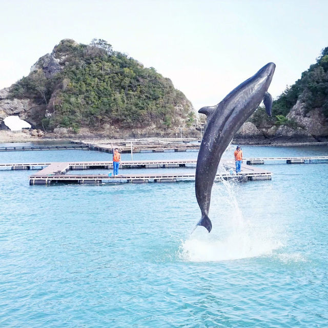 【和歌山旅】クジラ&イルカ好き必見！くじらの博物館！