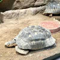 圓山（円山）動物園-交通方便，值得參觀的親子景點