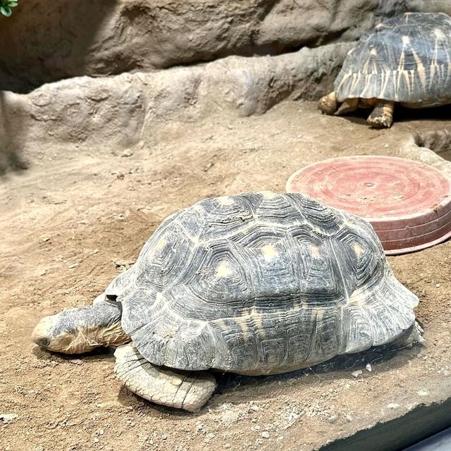 圓山（円山）動物園-交通方便，值得參觀的親子景點