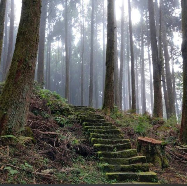 Alishan...อาหลีซาน ธรรมชาติไต้หวัน