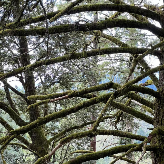 「Culicagh Mountain Park：壯麗山谷，難忘旅程！」