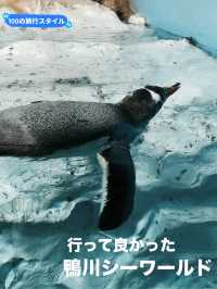 【千葉県:鴨川】行って良かった！鴨川シーワールド
