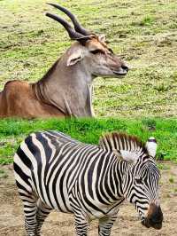 九州自然動物公園-坐可愛「叢林巴士」，與野生猛獸零距離接觸