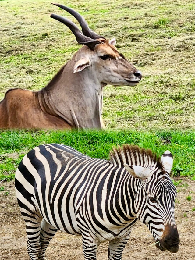 九州自然動物公園-坐可愛「叢林巴士」，與野生猛獸零距離接觸