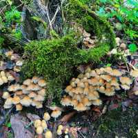 大自然鬼斧神工～十戶滝～沉浸大自然和諧