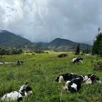 A Scenic & Unique Experience at Desa Dairy Farm Kundasang