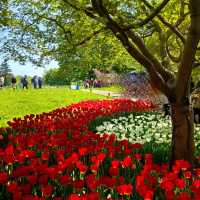 英彥山花園：鬱金香花海，充滿生機