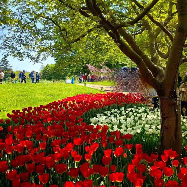 英彥山花園：鬱金香花海，充滿生機
