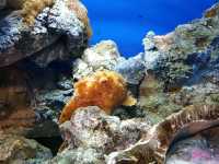 Discover the Diversity of Aquaria KLCC