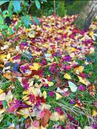 〜神奈川県〜秋の始まりに行きたい紅葉スポット