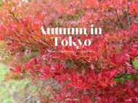 Autumn in Tokyo ชมใบไม้เปลี่ยนสีที่โตเกียว 🍁
