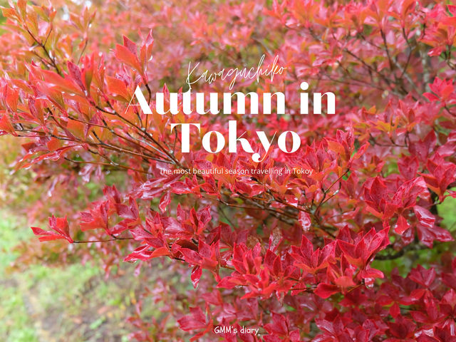 Autumn in Tokyo ชมใบไม้เปลี่ยนสีที่โตเกียว 🍁