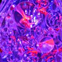 深圳新展預告·夢幻金魚藝術展🐠深圳特展