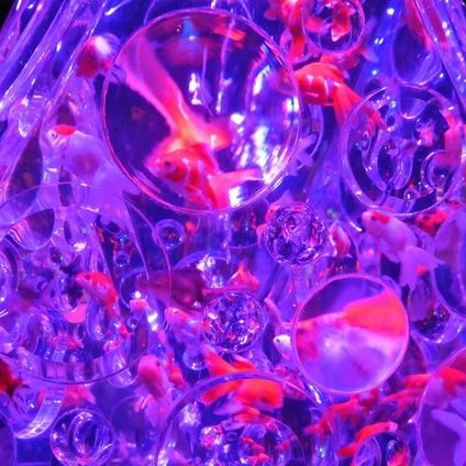 深圳新展預告·夢幻金魚藝術展🐠深圳特展