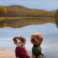 Autumn in Mohe 🍂