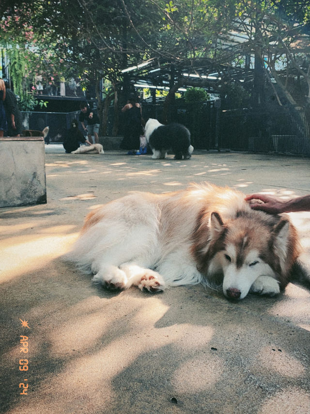【タイ🇹🇭】大型犬🐩ハスキー大渋滞！ハスキーカフェ完全攻略☕️