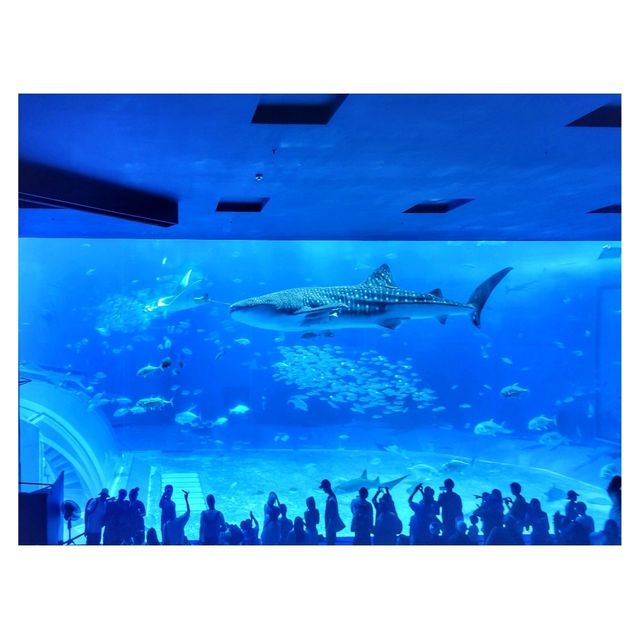 沖繩美麗海水族館：探索海洋的奇幻世界準備好潛入沖繩美麗海水族館的奇幻海洋世界吧！ 