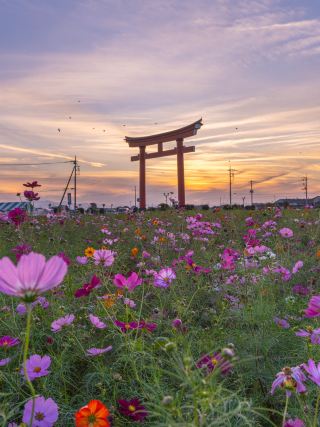【3選】波斯菊×波斯菊景點