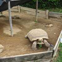 九州自然動物園：放養式的野生探險 🦓🌳