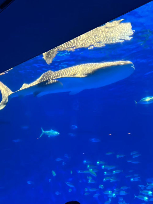 【鹿児島】いおワールドかごしま水族館
