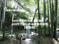 【鎌倉市】鎌倉にある竹林報国寺🎋
