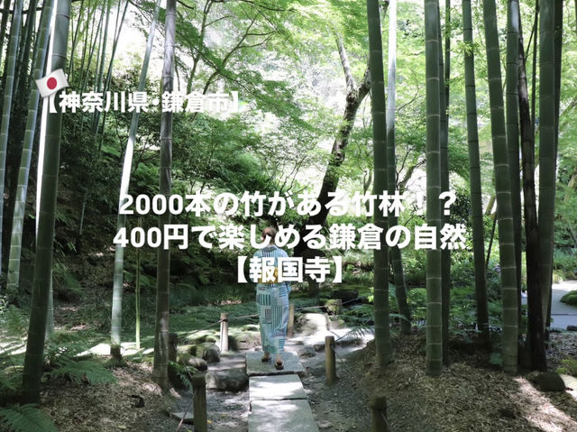 【鎌倉市】鎌倉にある竹林報国寺🎋