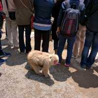【長野】地獄谷野猿公苑：猿たちの温泉と自然が共存する特別な場所