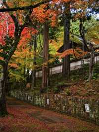 【ここ行って】紅葉の道が美しい✨奈良時代開創の無料で楽しめる紅葉スポット🍁